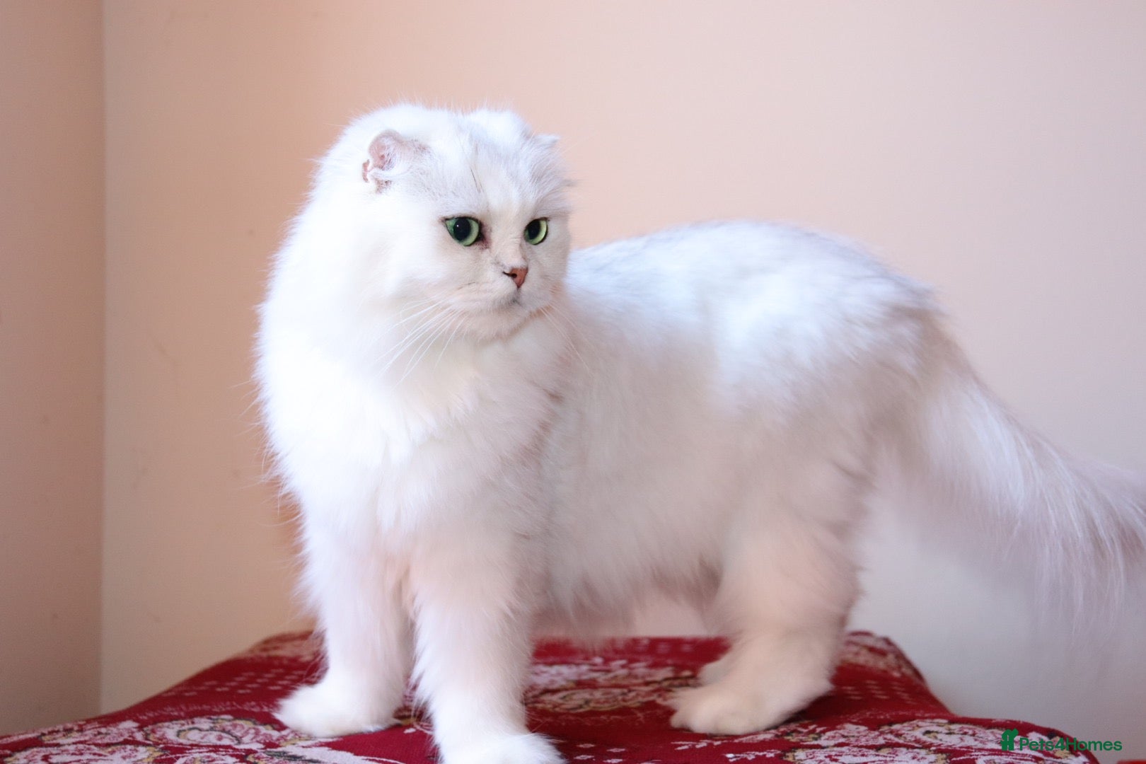 Scottish Fold cats Scottish fold and straight kittens 🐾🐾 - Advert 1