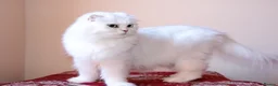 Scottish Fold cats for sale: Scottish fold and straight kittens 🐾🐾 - Advert 1
