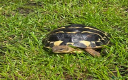 Hermann Tortoise reptiles for sale: Dwarf Hermann Tortise - Image 1