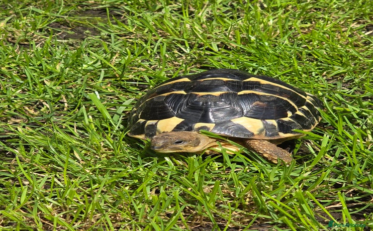 Hermann Tortoise reptiles - Advert 3