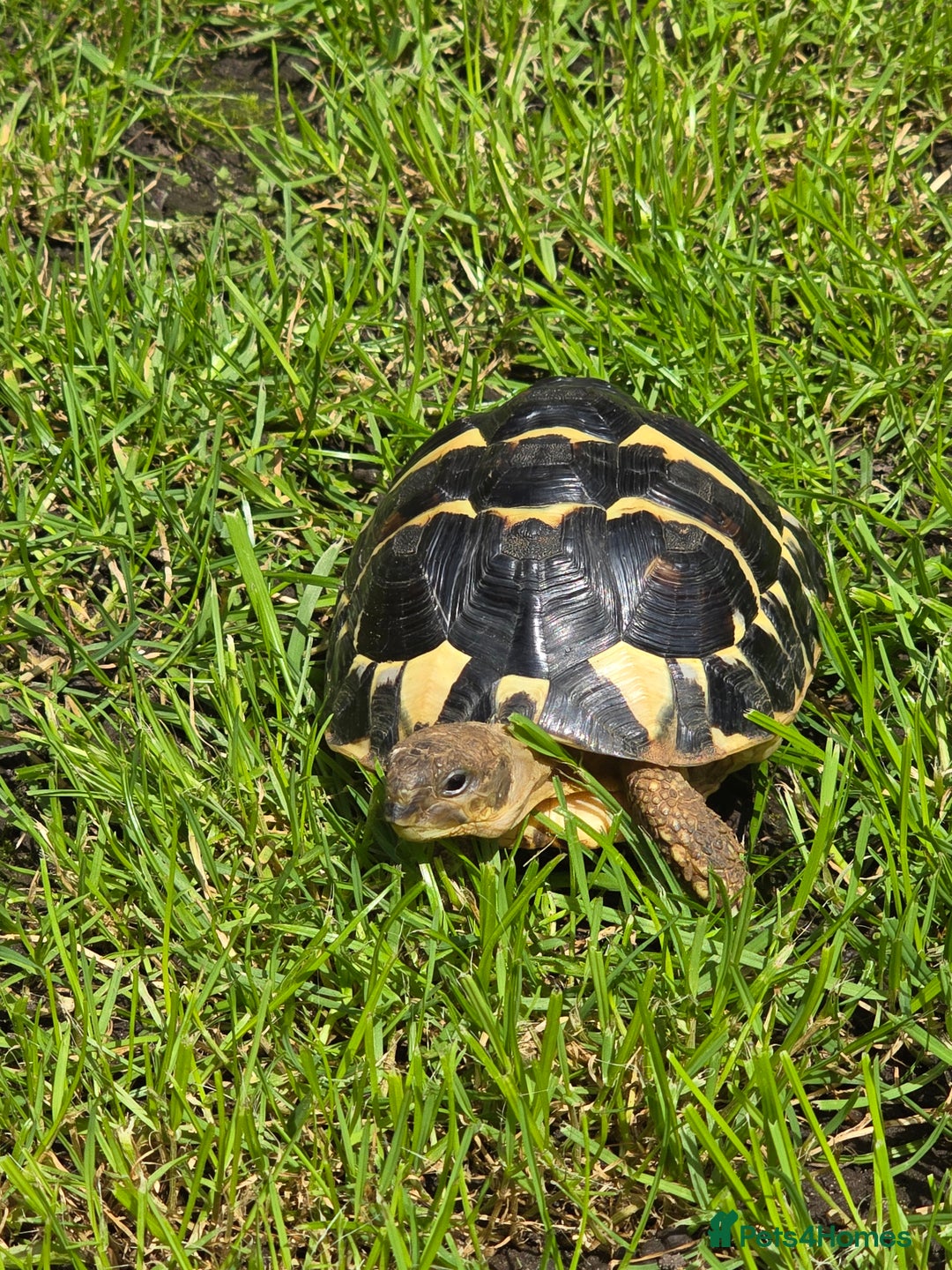 Hermann Tortoise reptiles for sale: Dwarf Hermann Tortise - Image 1