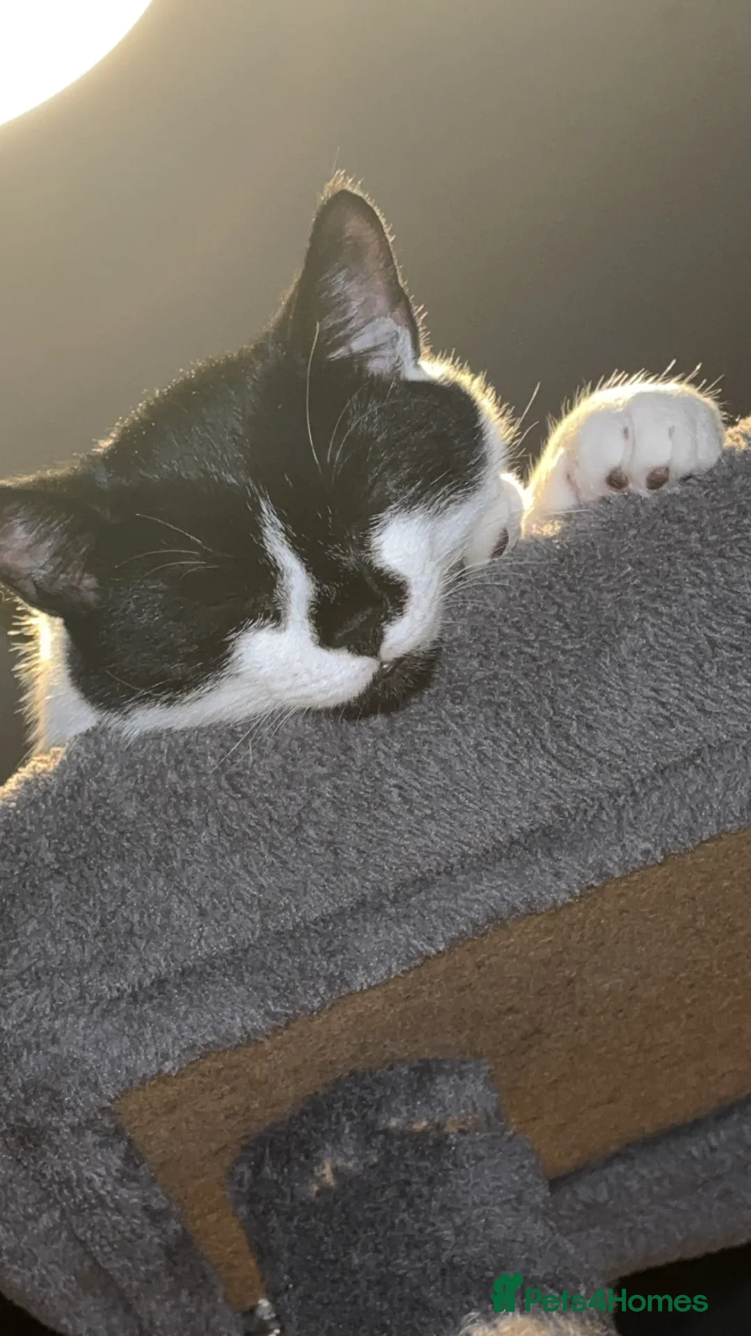 Mixed Breed cats for sale: Kitten 5 months old  in Thetford - Advert 2