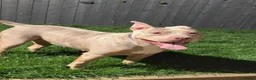 American Bulldog dogs for sale: American bulldog  - Advert 1