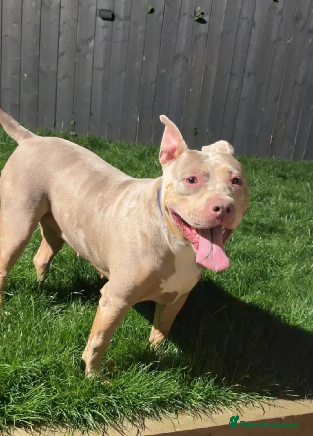 American Bulldog dogs for sale: American bulldog  - Advert 1