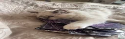 Ragdoll cats for sale: Blue point female ragdoll - Advert 2