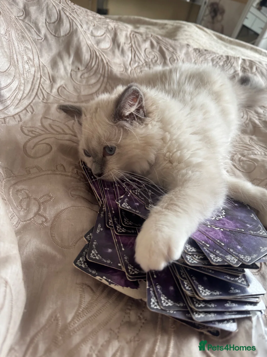 Ragdoll cats for sale: Blue point female ragdoll - Advert 2