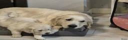 Golden Retriever dogs for sale: Golden retriever puppies - Advert 5