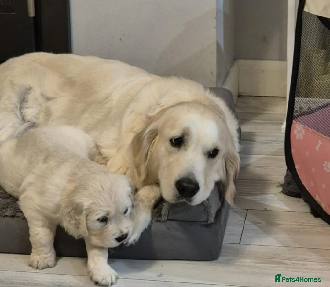 Golden Retriever dogs for sale: Golden retriever puppies - Advert 5