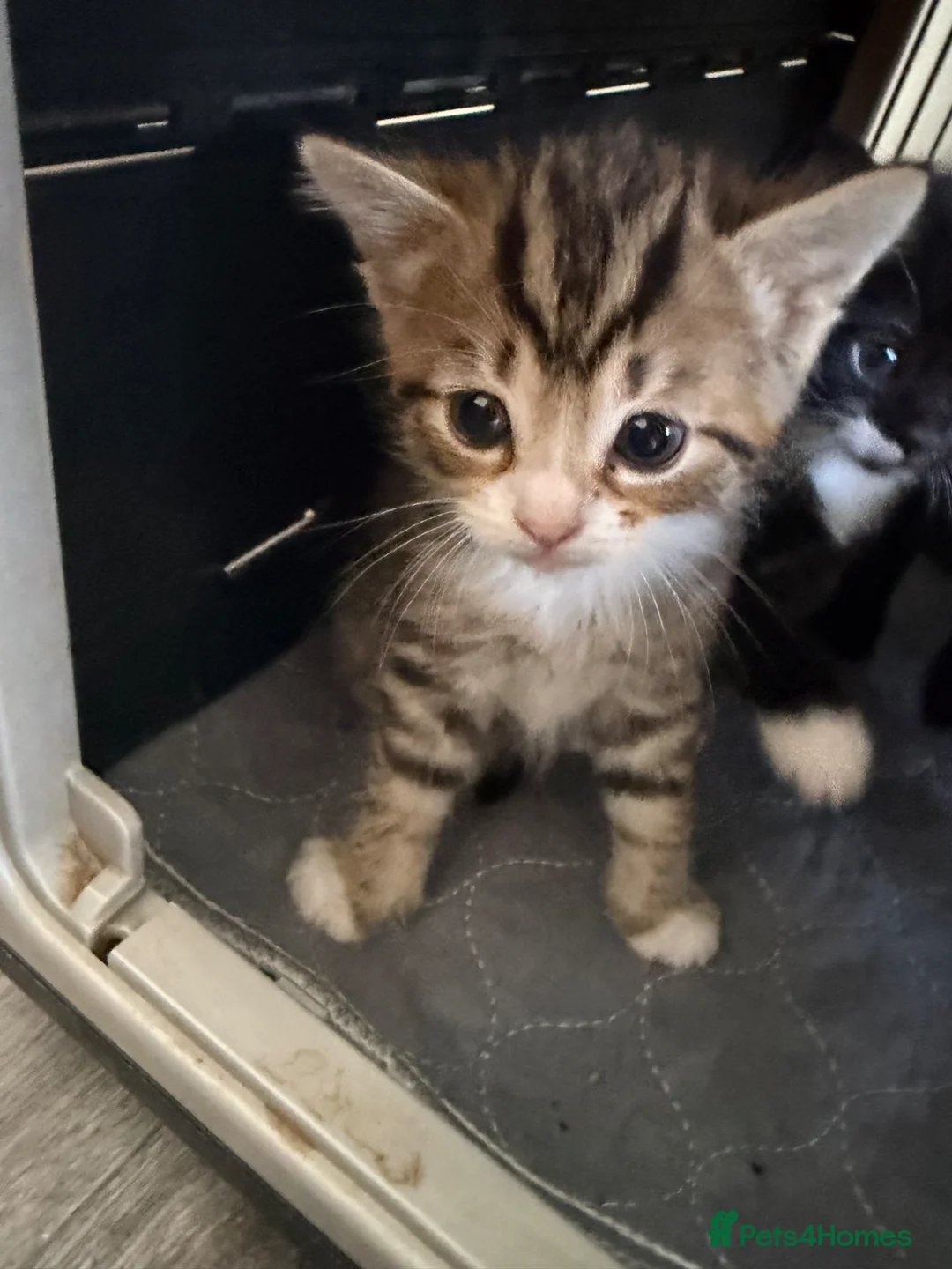 Mixed Breed cats for sale: Beautiful kittens - Advert 2