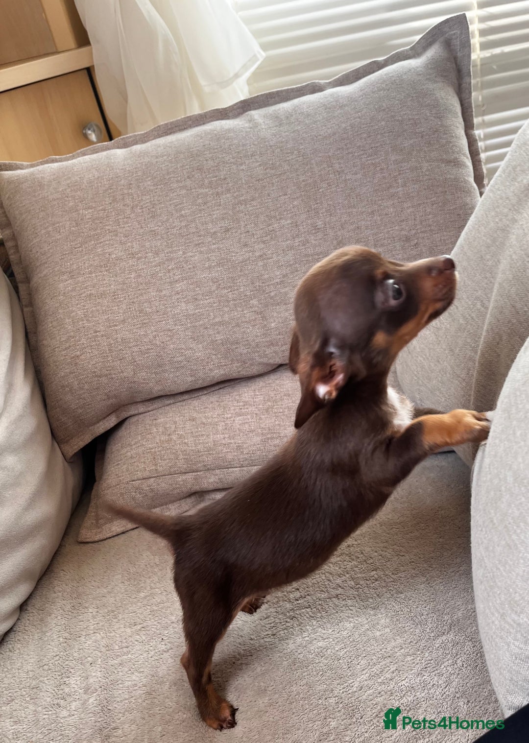 Mixed Breed dogs for sale: Adorable Dachshund x Pomchi Puppies - Image 20