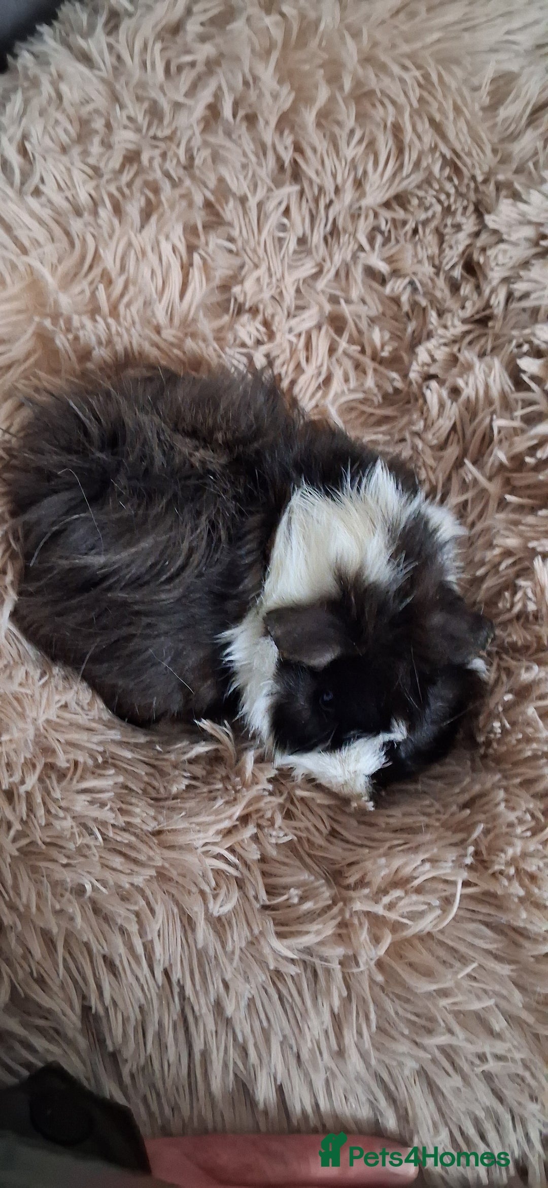 Guinea Pig rodents for sale: Baby boy guinea pigs - Advert 8