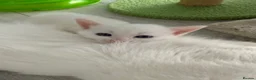 Turkish Angora cats for sale: Cute Turkish Angora x British Shorthair Kitten - Advert 11
