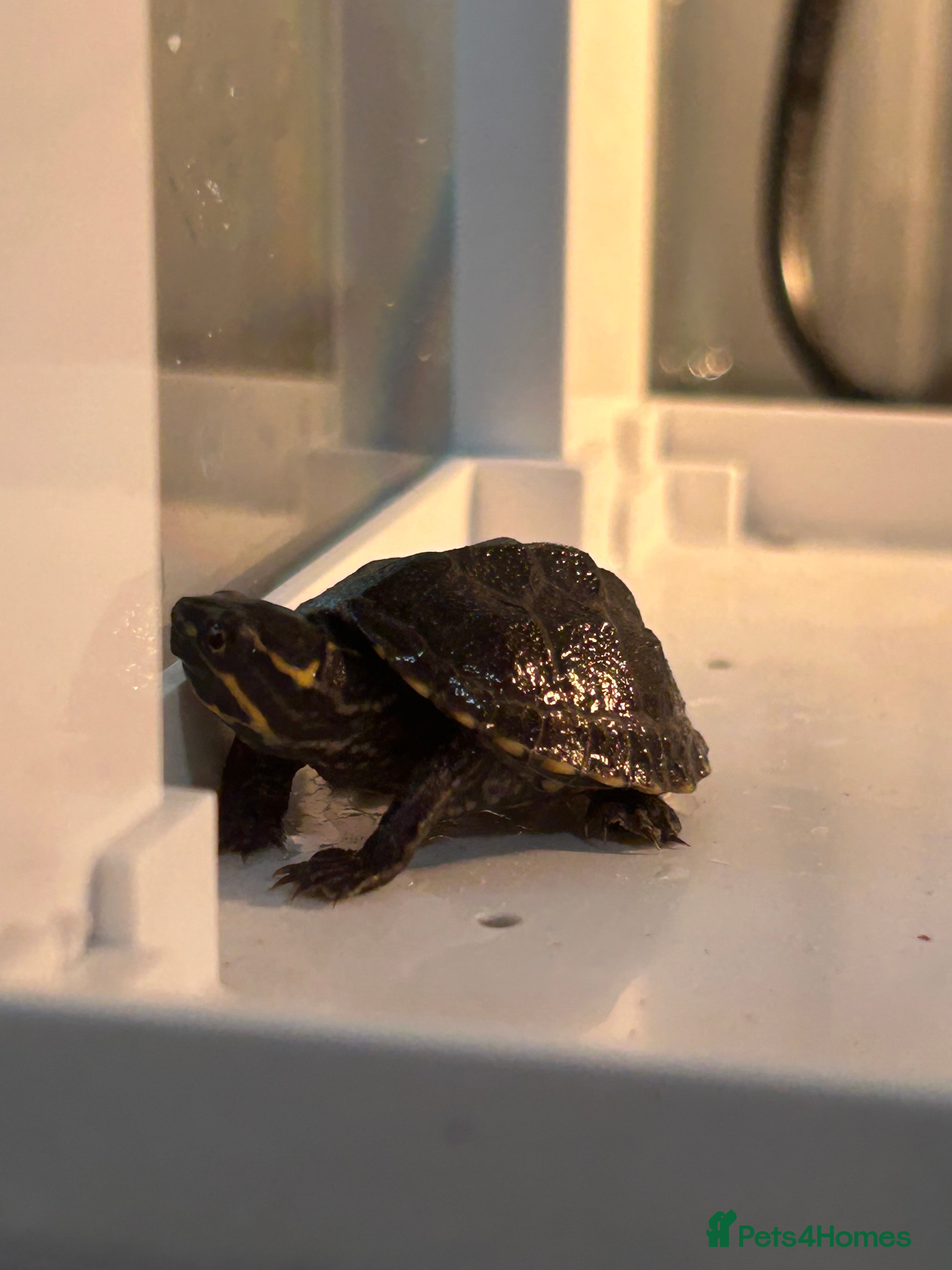 Turtle reptiles Black musk turtle  - Advert 2