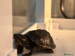 Turtle reptiles Black musk turtle - Advert 2