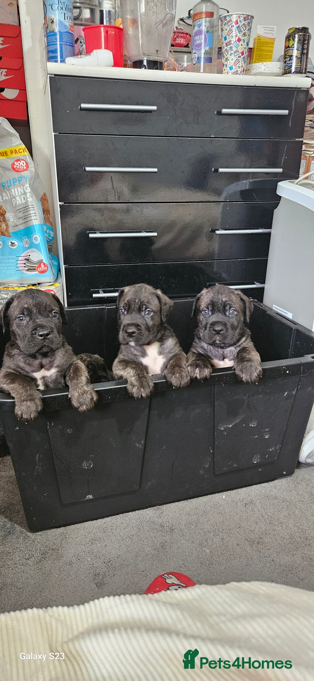Cane Corso dogs for sale: Cane corsos  puppies  - Image 20