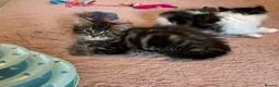 British Longhair cats for sale: 6 stunning kittens - Advert 4