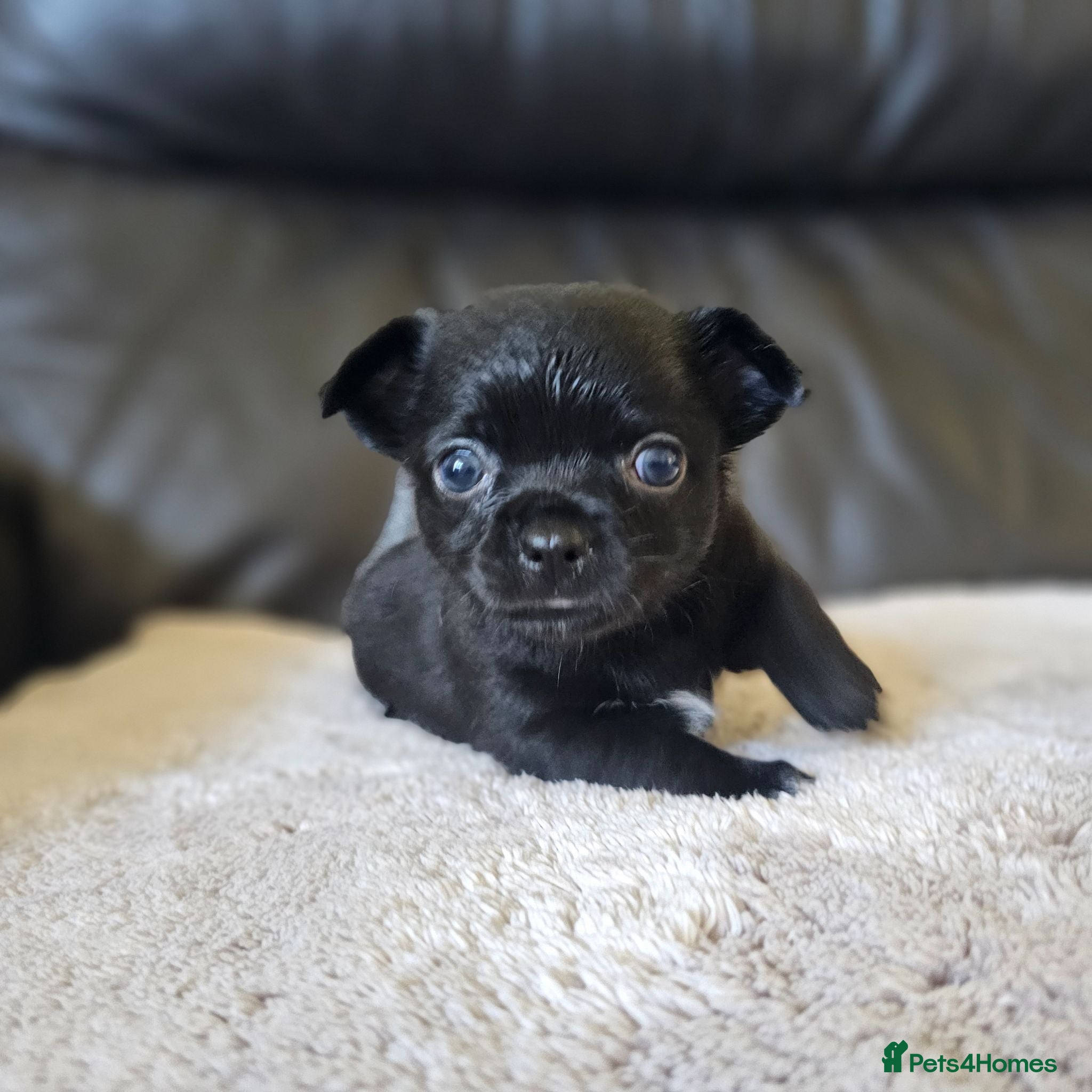 Chihuahua dogs 2 chiuaua baby boy - Advert 13