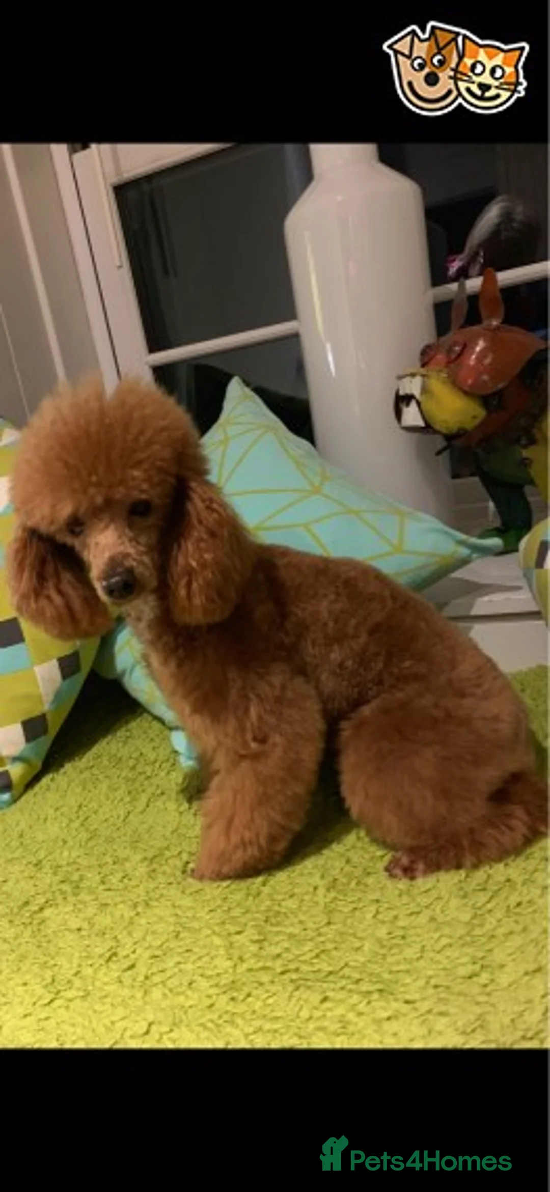 Toy Poodle dogs for stud: KC (FULLY HEALTH TESTED)RED TOY POODLE STUD in Galston - Advert 2