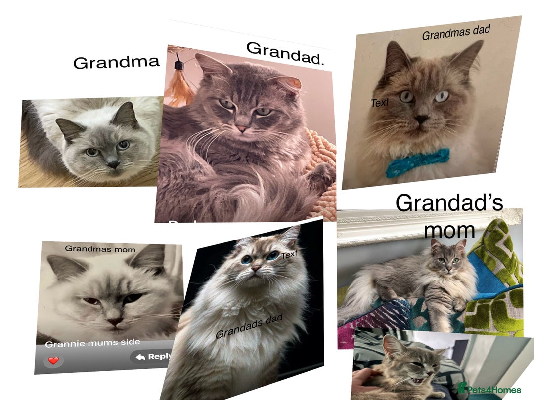 Ragdoll cats for sale: RARE RAGDOLL BABYS  - Image 6