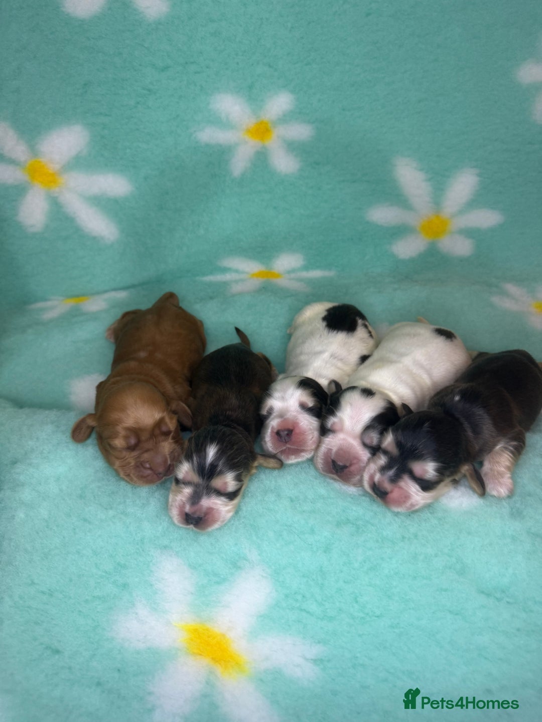 Cocker Spaniel dogs for sale: KC show sable cocker spaniels - Image 1