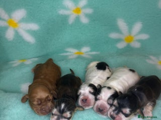 Cocker Spaniel dogs - Advert 7