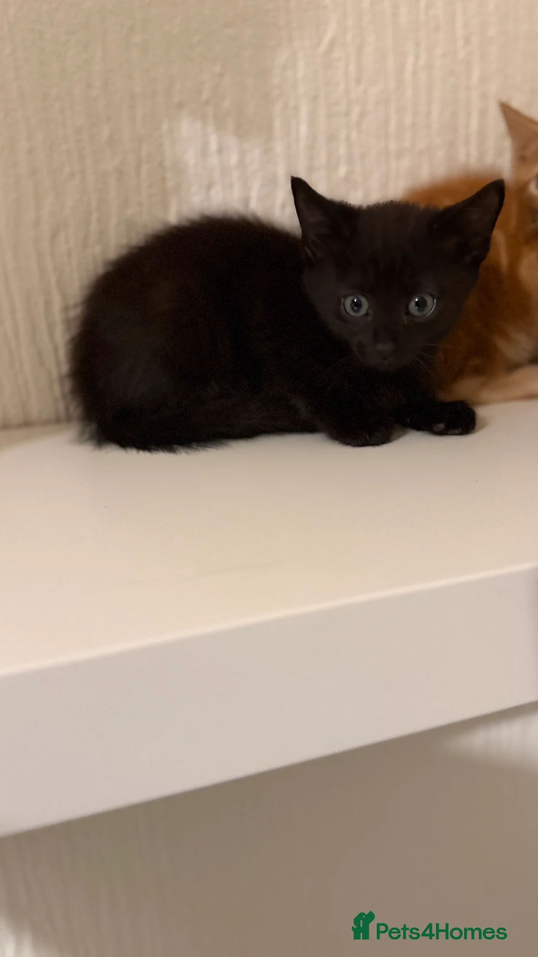 Mixed Breed cats for sale: Beautiful litter looking for forever homes ❤️ - Advert 3