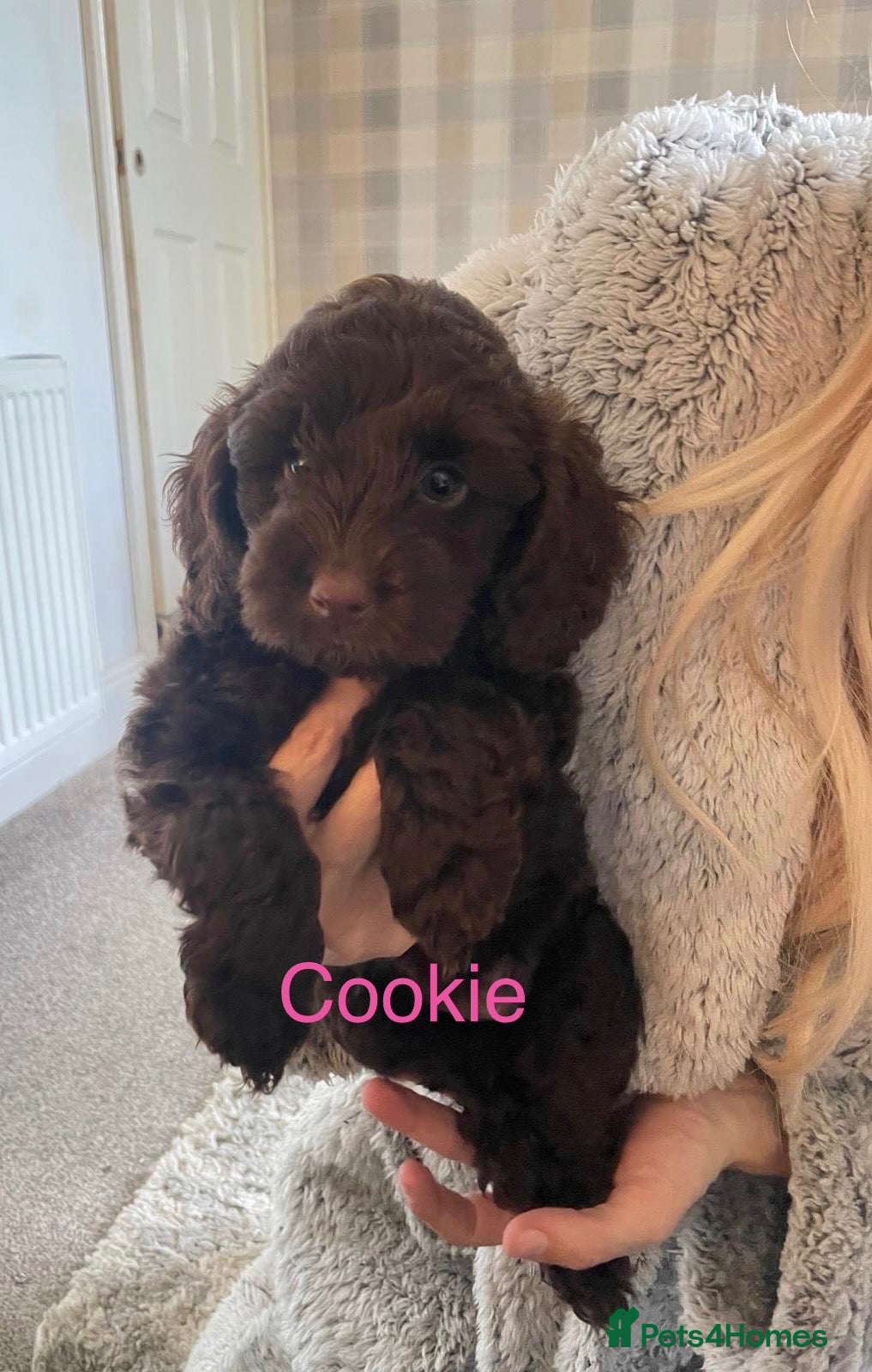 Cockapoo dogs F2B Cockapoos (2 boys, 2 girls)  - Advert 2