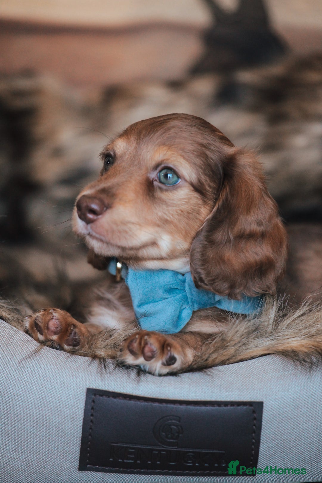 Miniature Dachshund dogs for sale: PEDIGREE MINIATURE LONGHAIRED DACHSHUNDS  - Image 6