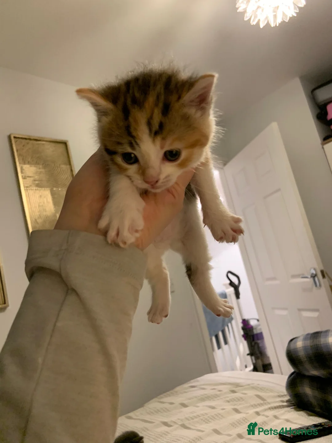 Mixed Breed cats for sale: Beautiful Playful Kittens Ready for Loving Homes - Advert 9