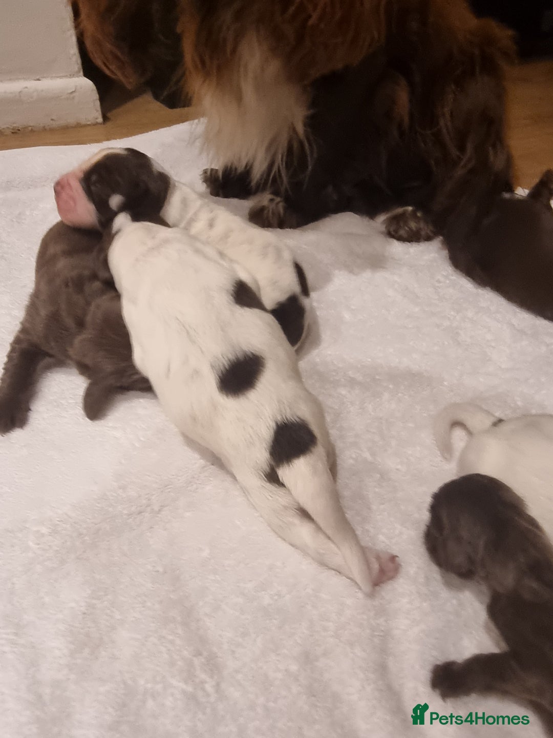Sprocker dogs for sale: 6 gorgeous sprocket puppies  - Advert 5