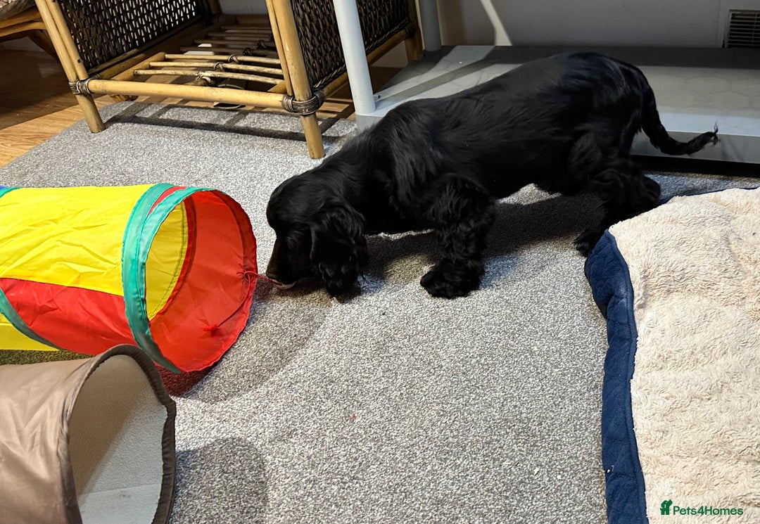 Cocker Spaniel dogs for sale: Handsome 4 month old black boy - Advert 7