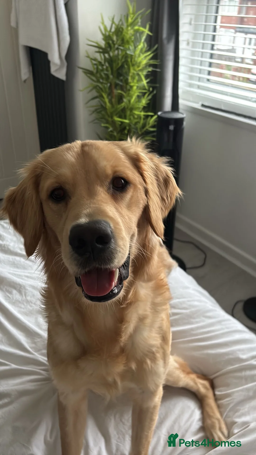 Golden Retriever dogs for sale: Beautiful KC Registered Golden Retriever  in Nottingham - Advert 2
