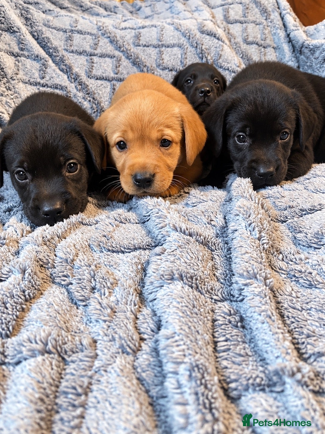 Labrador Retriever dogs 🐾 Beautiful Labrador Puppies - Advert 1