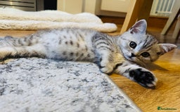 Scottish Fold cats for sale: Scottish Fold X Scottish Straight  in Wolverhampton - Image 8