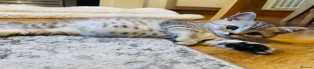 Scottish Fold Kitten 5