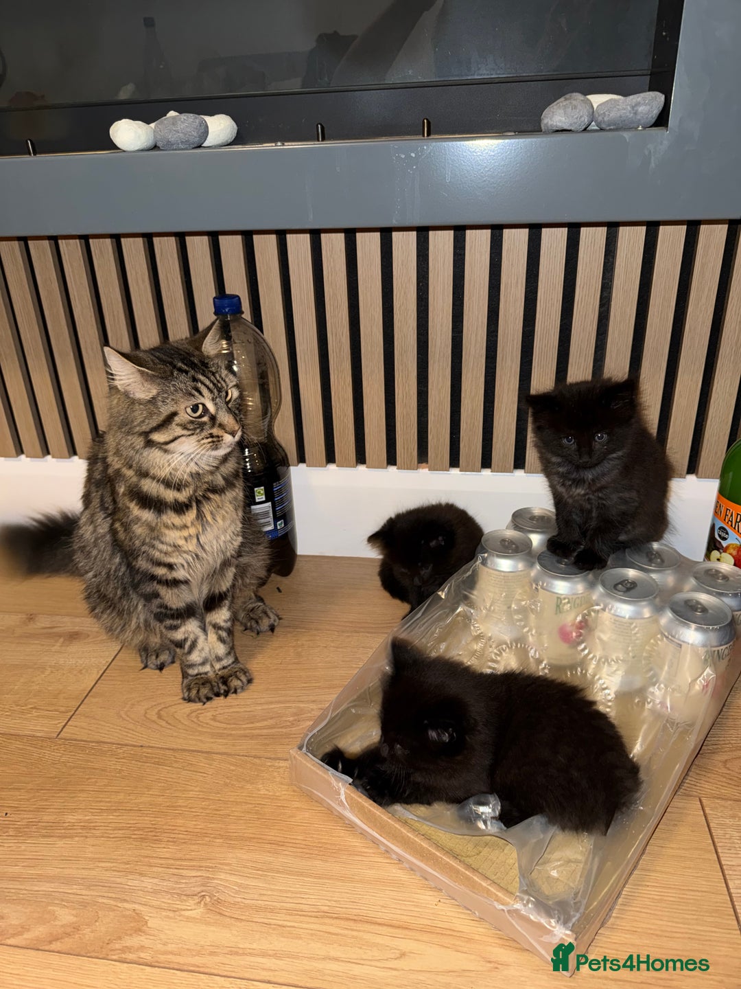 Siberian cats for sale: 6 beautiful Siberians kittens - Advert 7