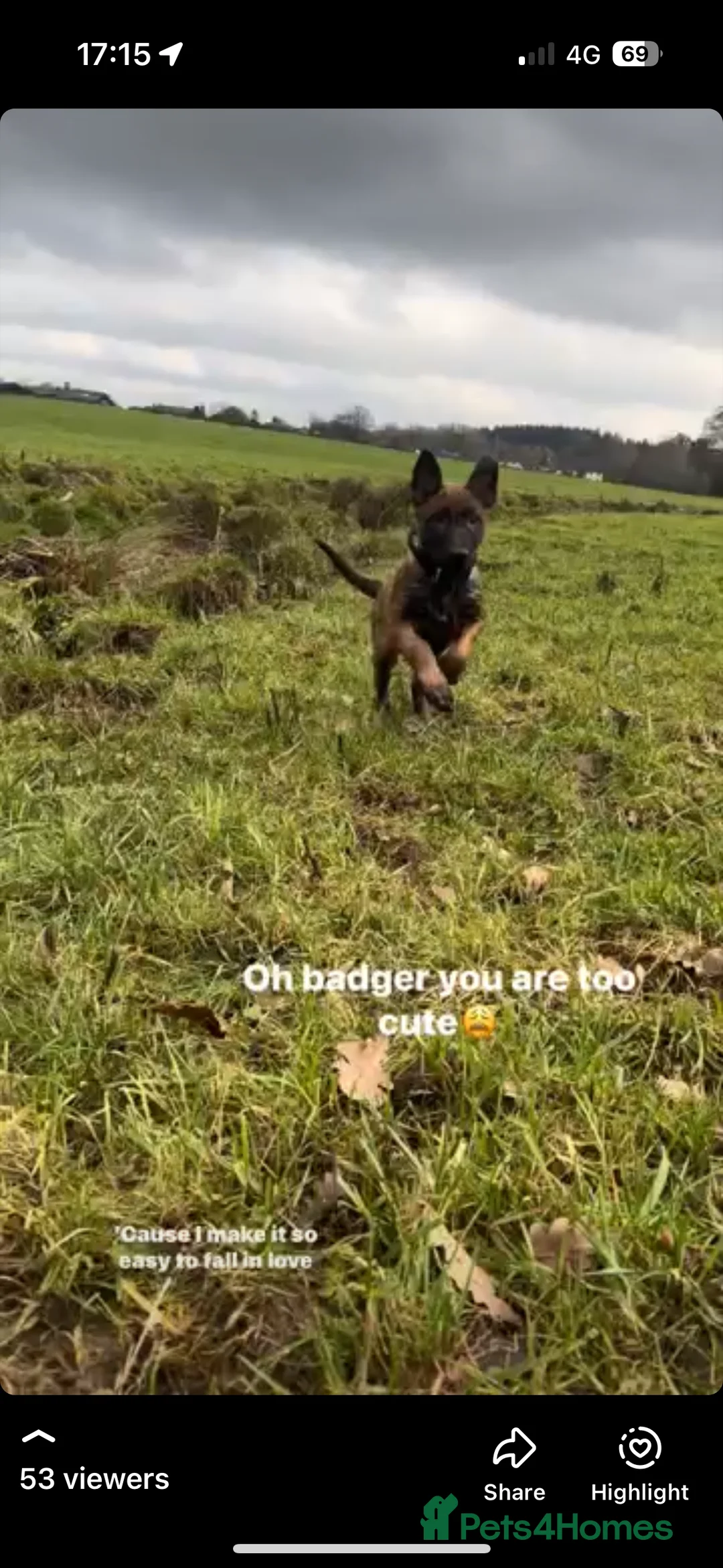 Belgian Shepherd Dog dogs for sale: Mali pup  - Advert 3