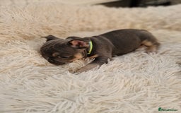 French Bulldog dogs for sale: Rosie litter  - Image 8