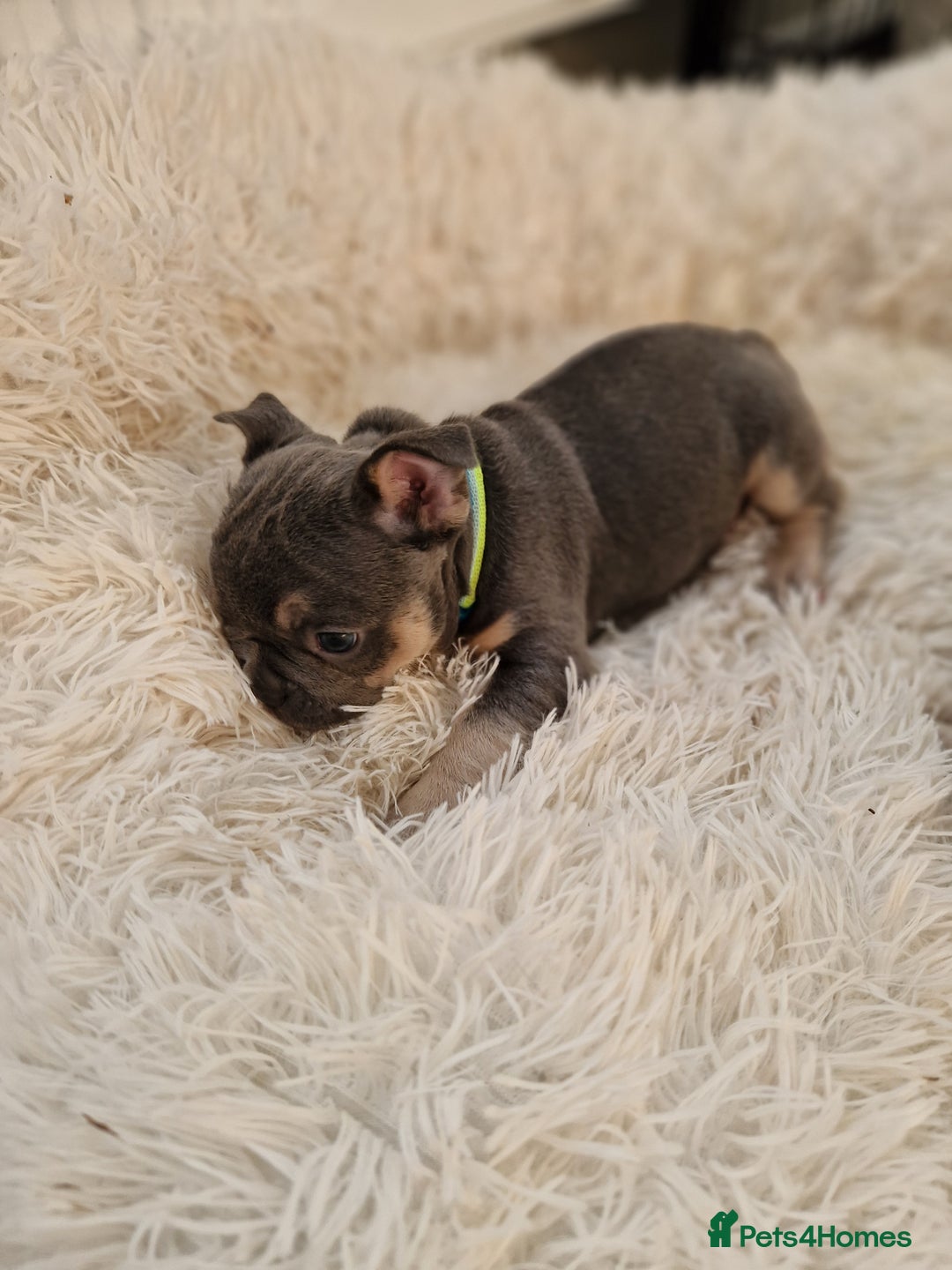 French Bulldog dogs for sale: Rosie litter  - Image 8
