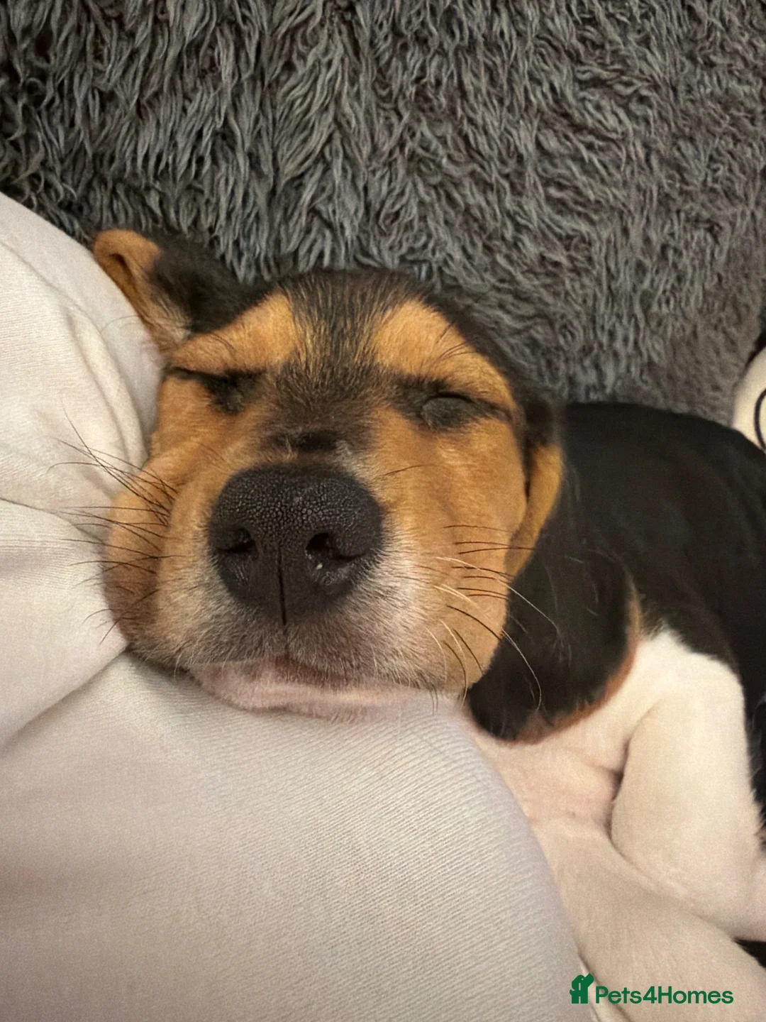 Beagle dogs for sale: male beagle puppy in Hythe - Advert 2