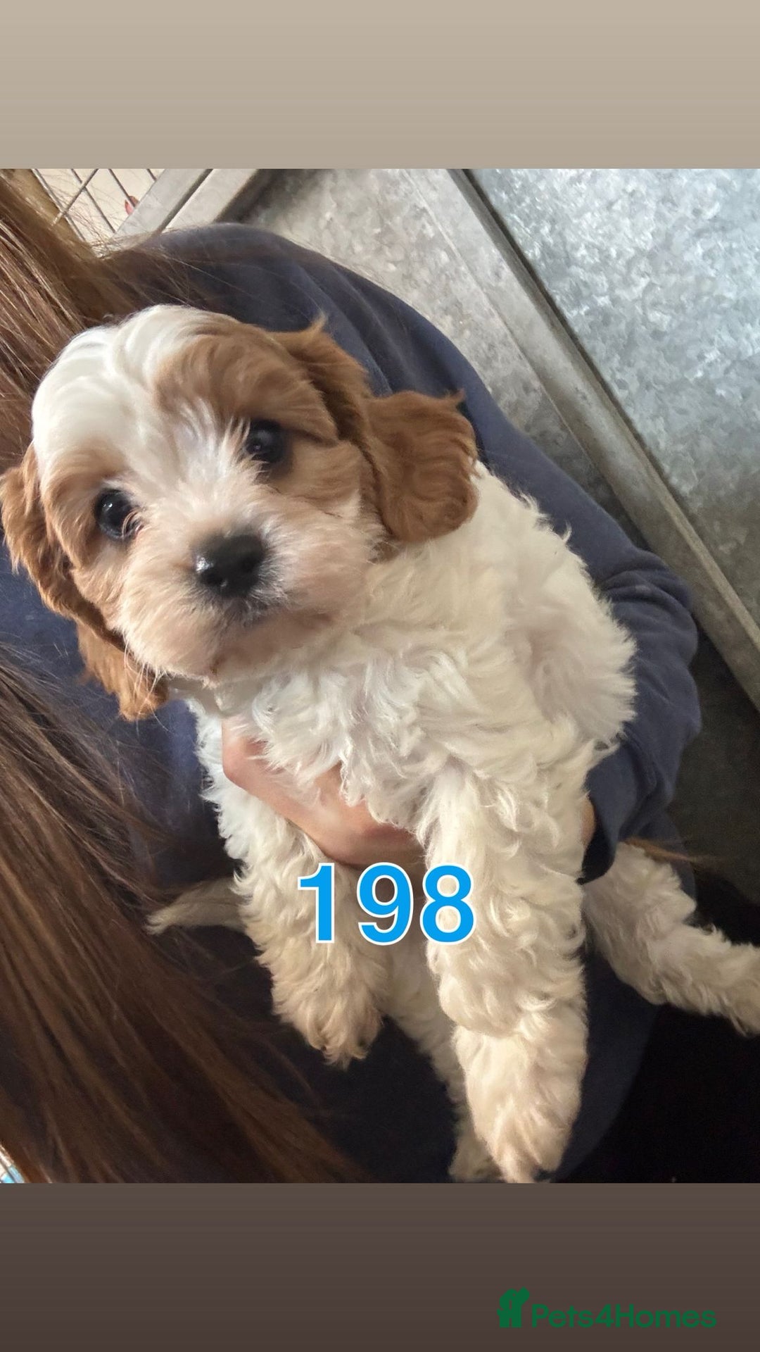 Cavapoo dogs for sale: 2 cheeky Male Cavapoo pups - Advert 2