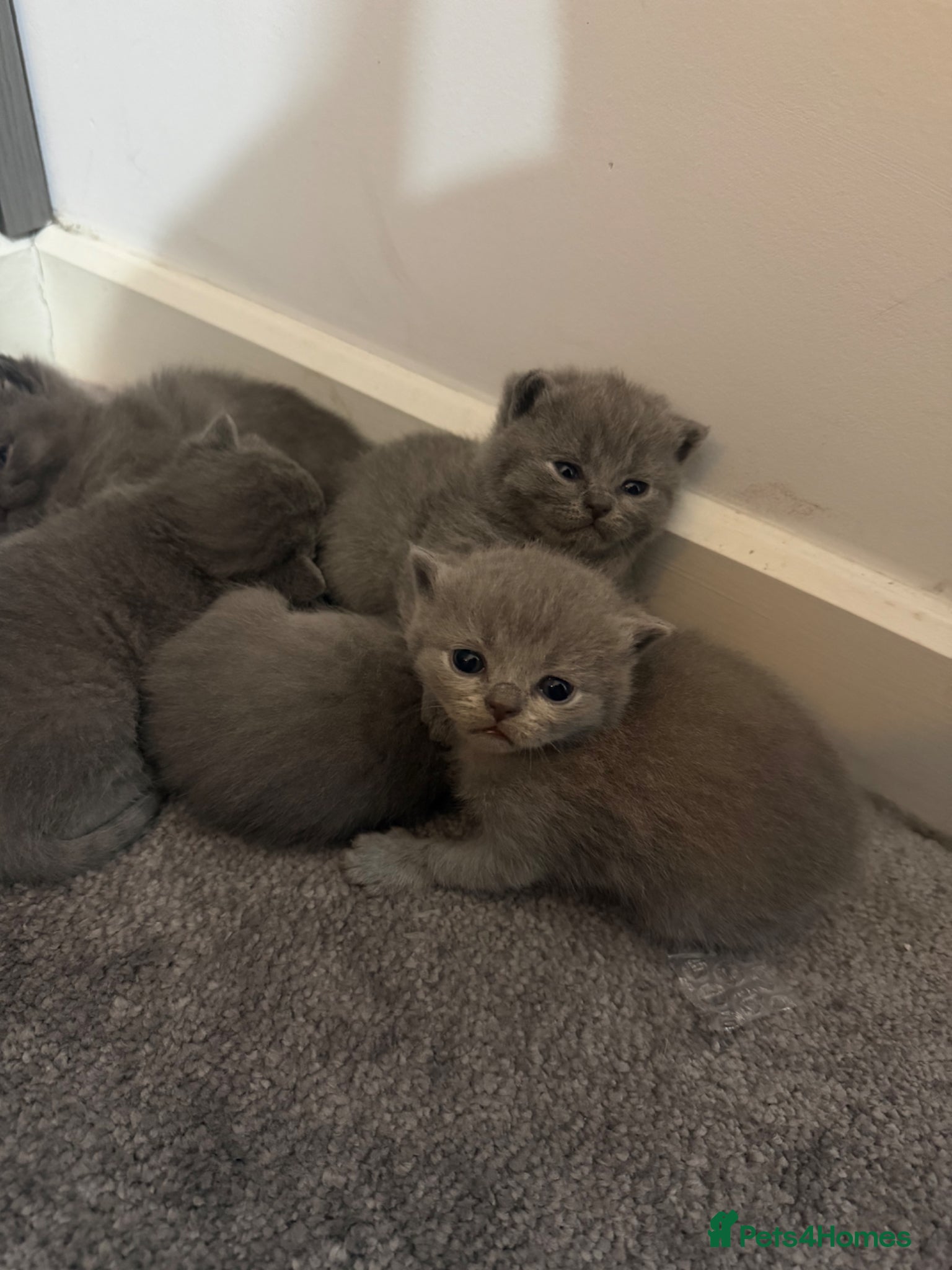 British Shorthair cats for sale: pedigree kittens  in London - Advert 2