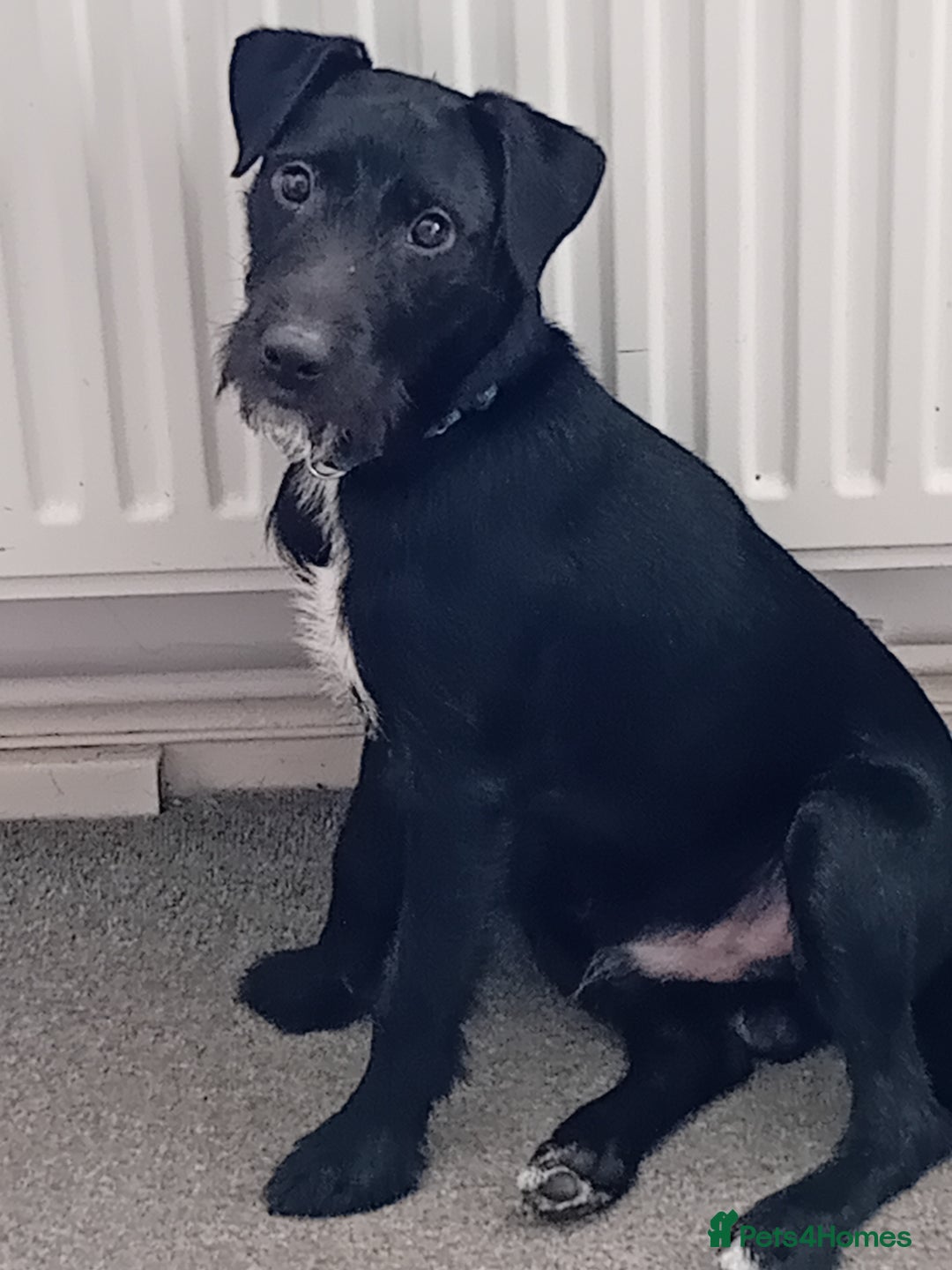 Patterjack dogs for sale: Natterjack for sale - Advert 1