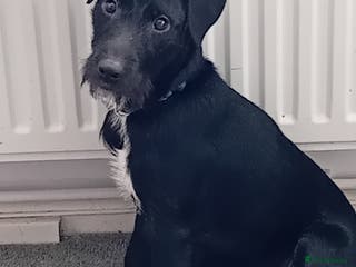 Patterjack dogs Natterjack for sale - Advert 18