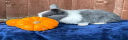 French Lop rabbits for sale: 5 Beautiful French lops  - Advert 14