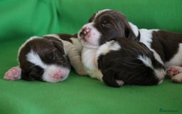 English Springer Spaniel dogs for sale: Health Tested English Springer Spaniel Puppies - Image 7