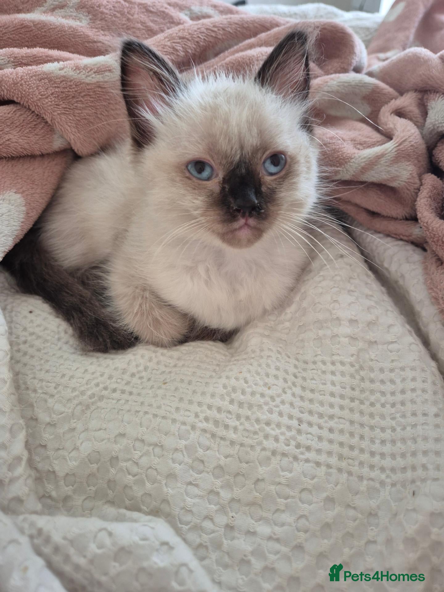 Ragdoll cats Male ragdoll for sale - Advert 4