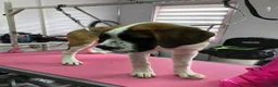 Saint Bernard dogs for sale: Beautiful Female Saint Bernard Puppy - Advert 4