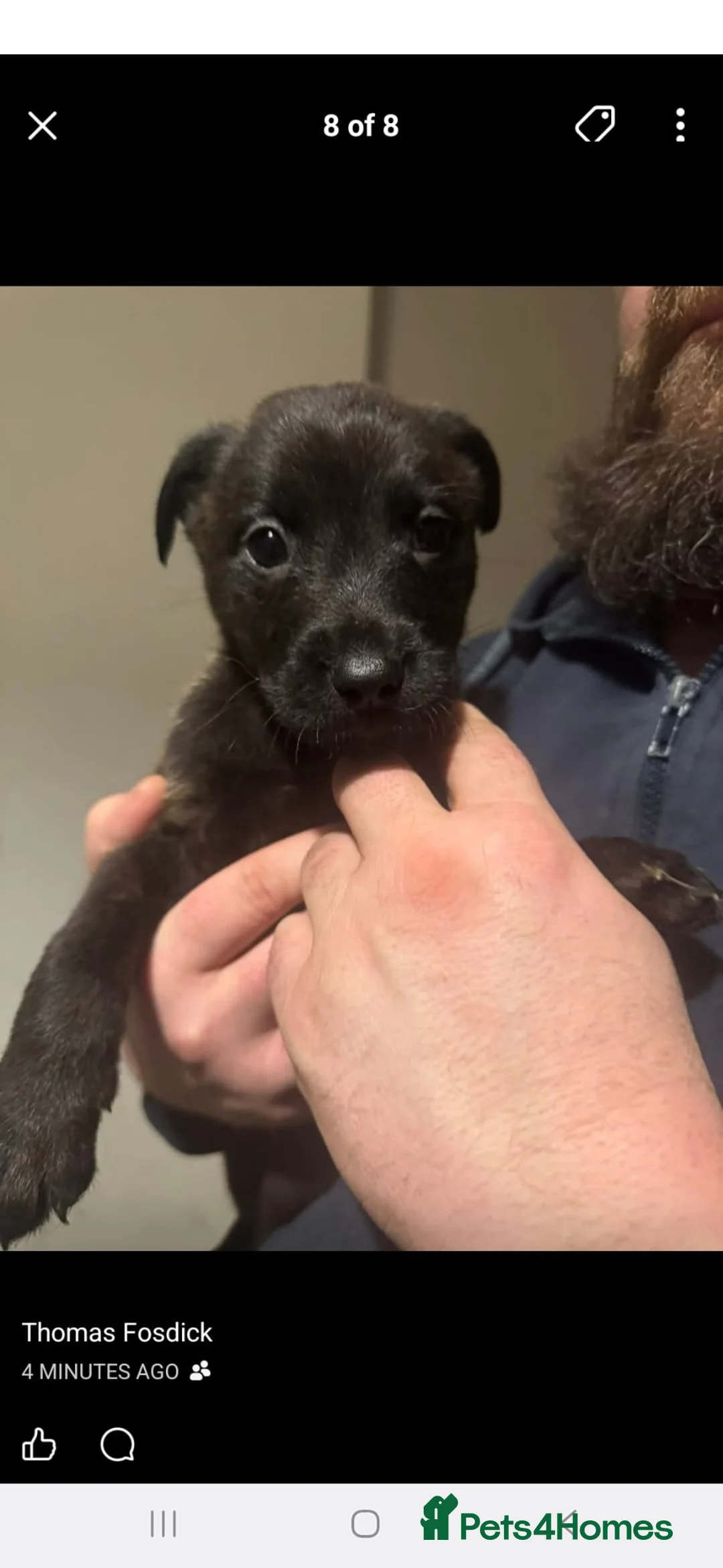 Mixed Breed dogs for sale: Belgian malinois shepherd  ** tiff puppies - Advert 3