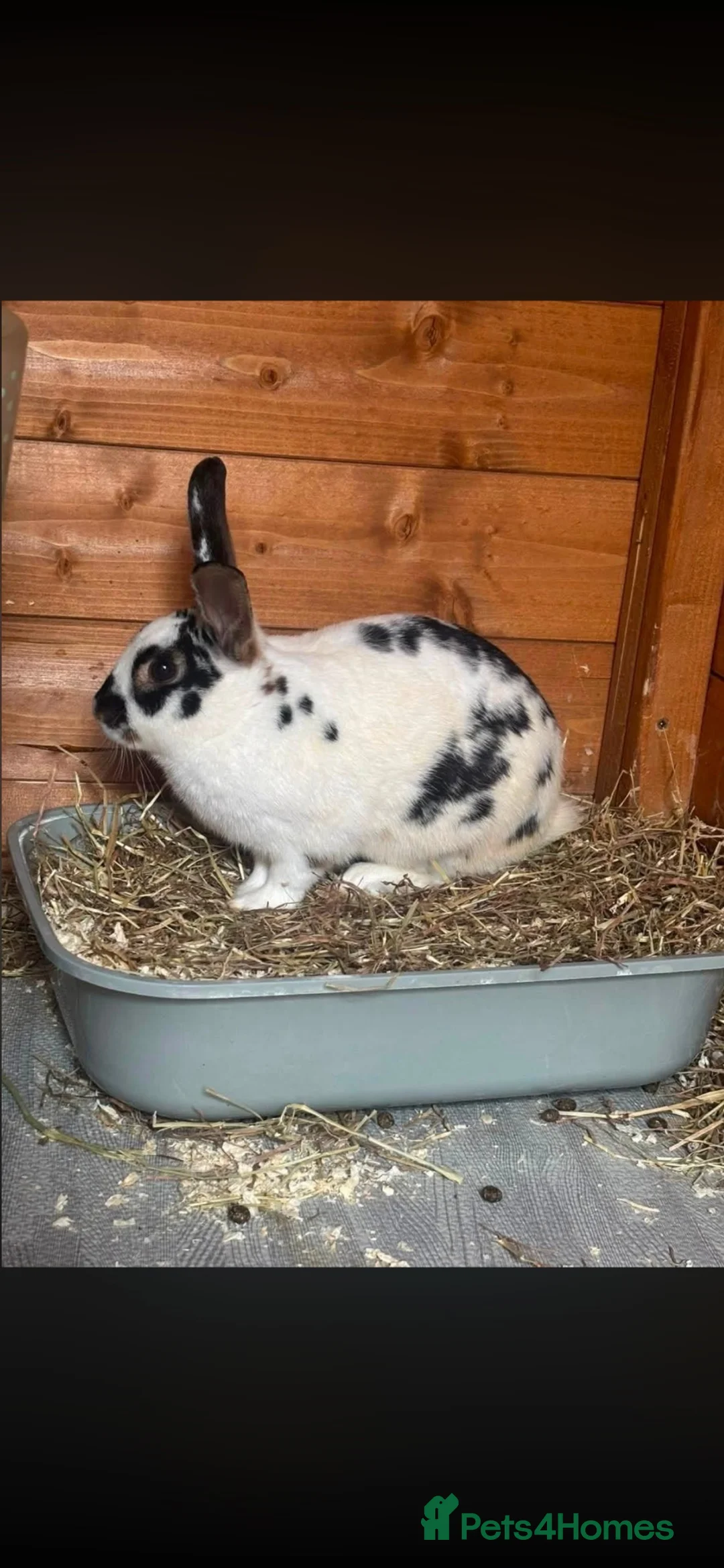 Mixed Breed rabbits for sale: Bonded pair of male rabbits  - Advert 2